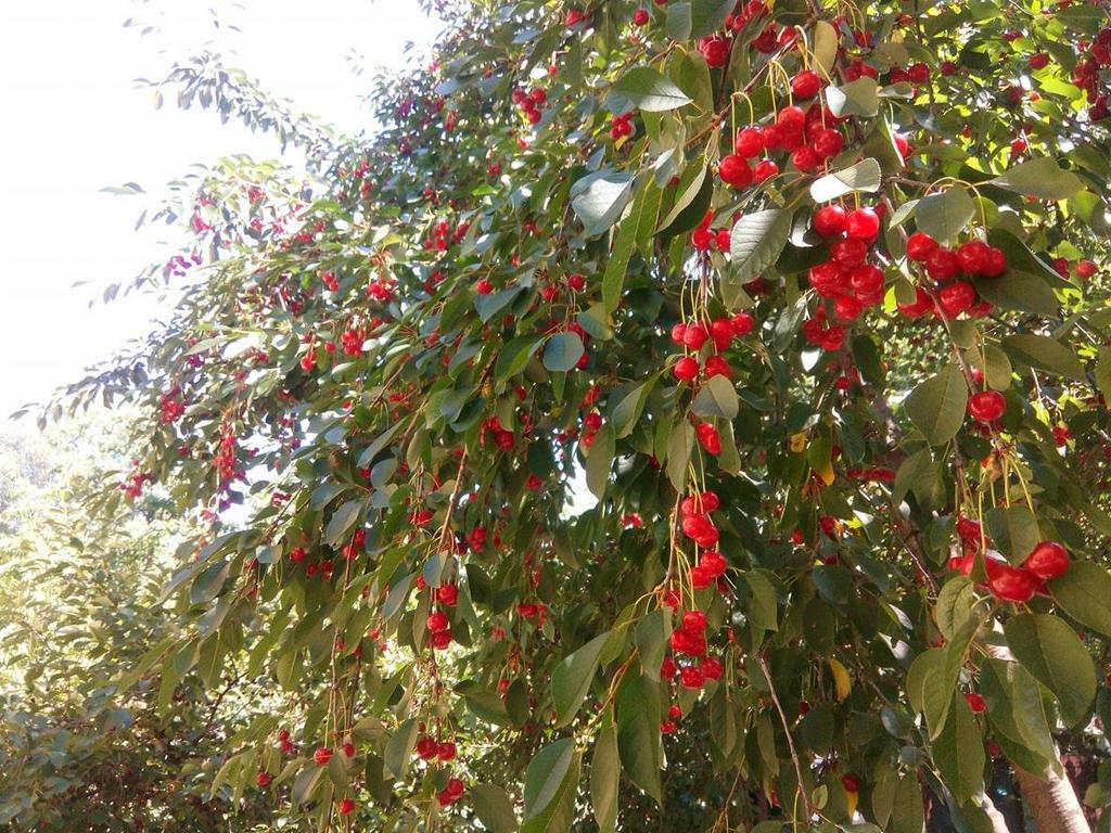 Chervona Kalina Ξενοδοχείο Κίεβο Εξωτερικό φωτογραφία